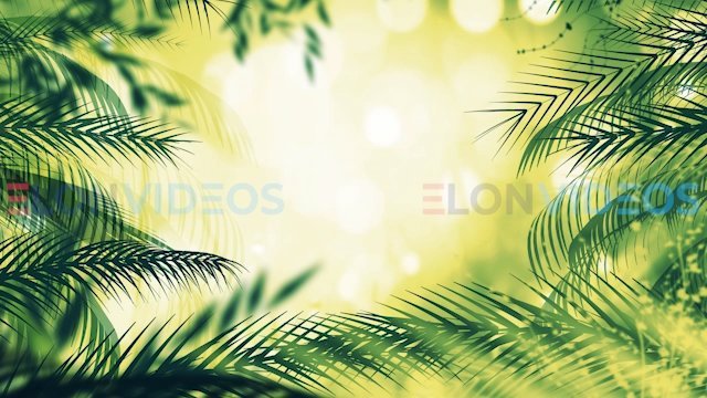ElonVideos stock footage